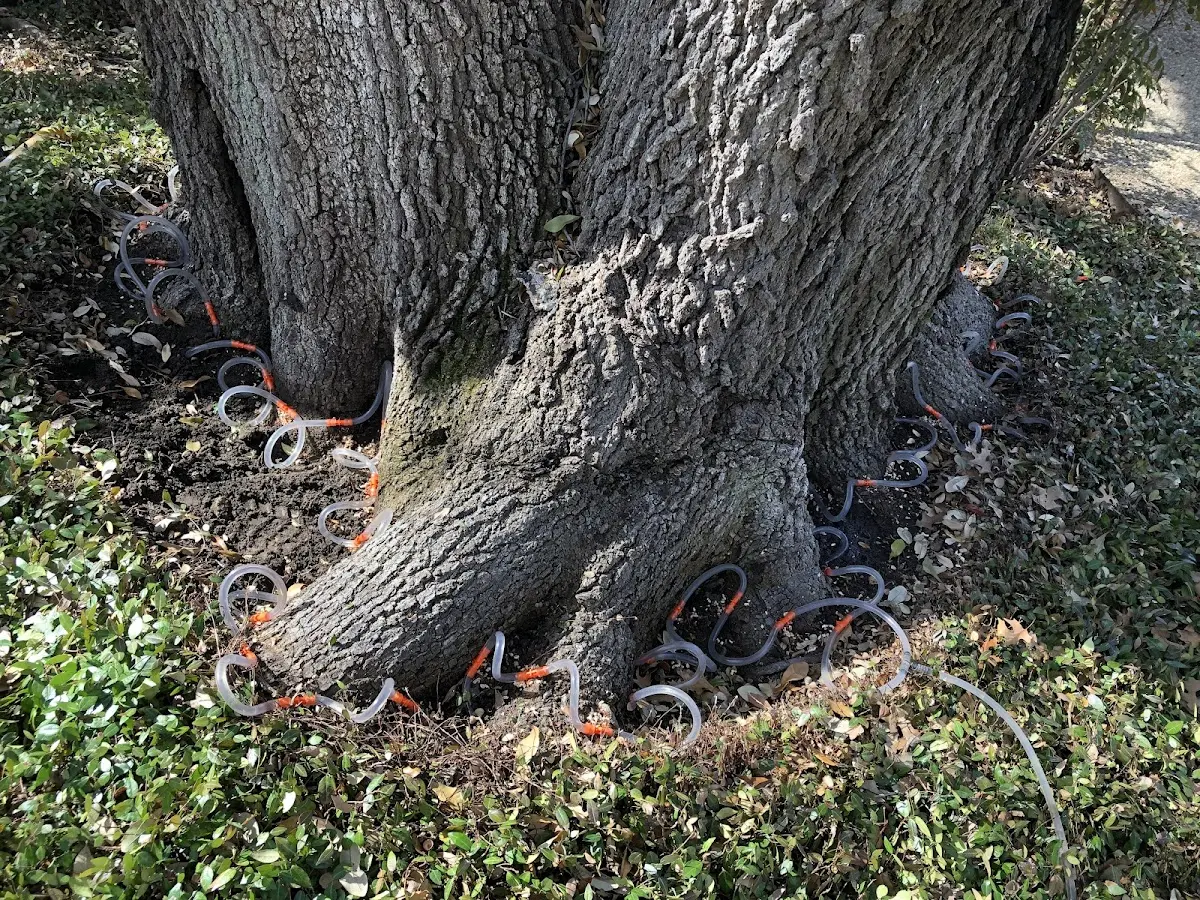 Detailed Tree Cabling and Bracing job site in Marshalls Creek