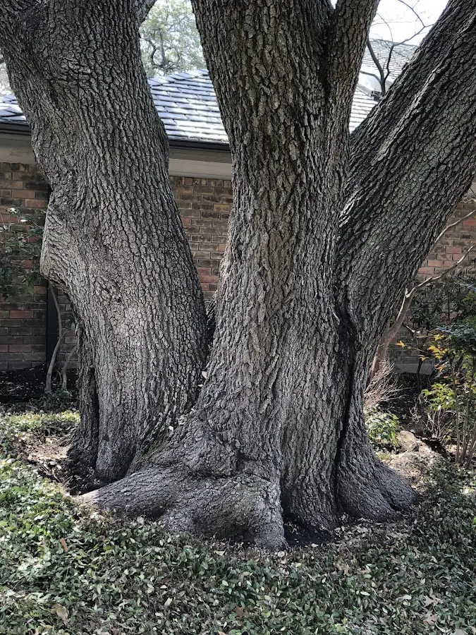 Mature heritage tree close to a Marshalls Creek property cared for by certified arborists